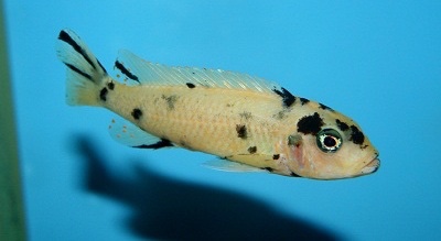 Maylandia tarakiki 'Ngkuyo Island'